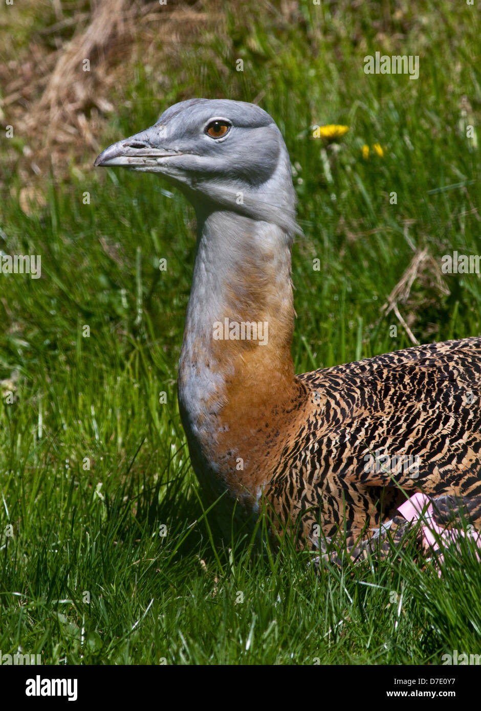 Großen Großtrappen (Otis Tarda) männlich Stockfoto