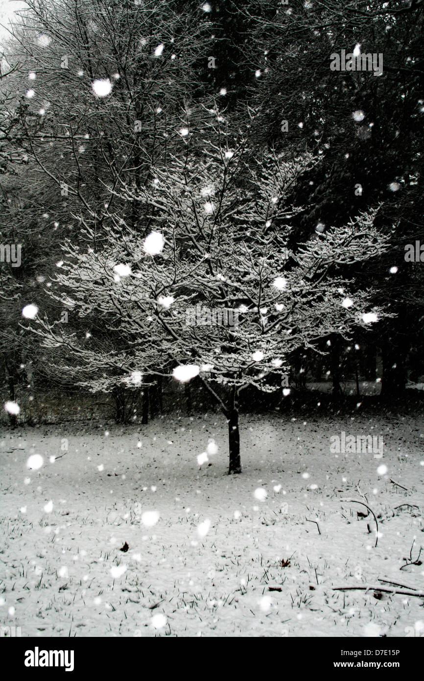 Donnern Sie im Winter der Schnee unter den Bäumen fällt Stockfoto