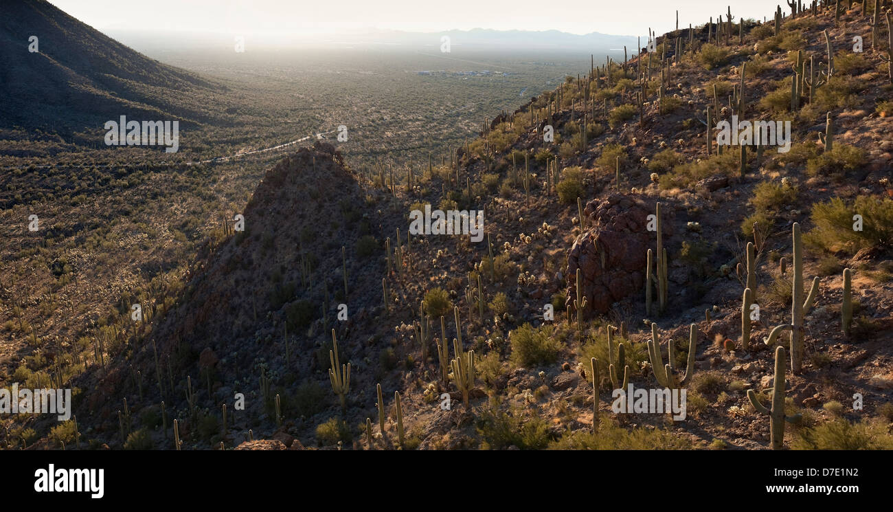 Saguaro-Nationalpark West Stockfoto