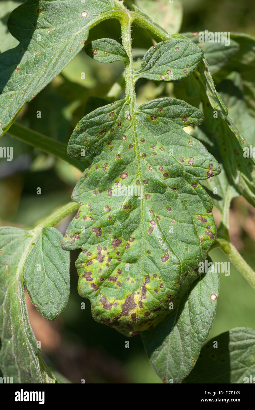 Tomaten-Krankheit, Septoria-Blattflecken Stockfoto