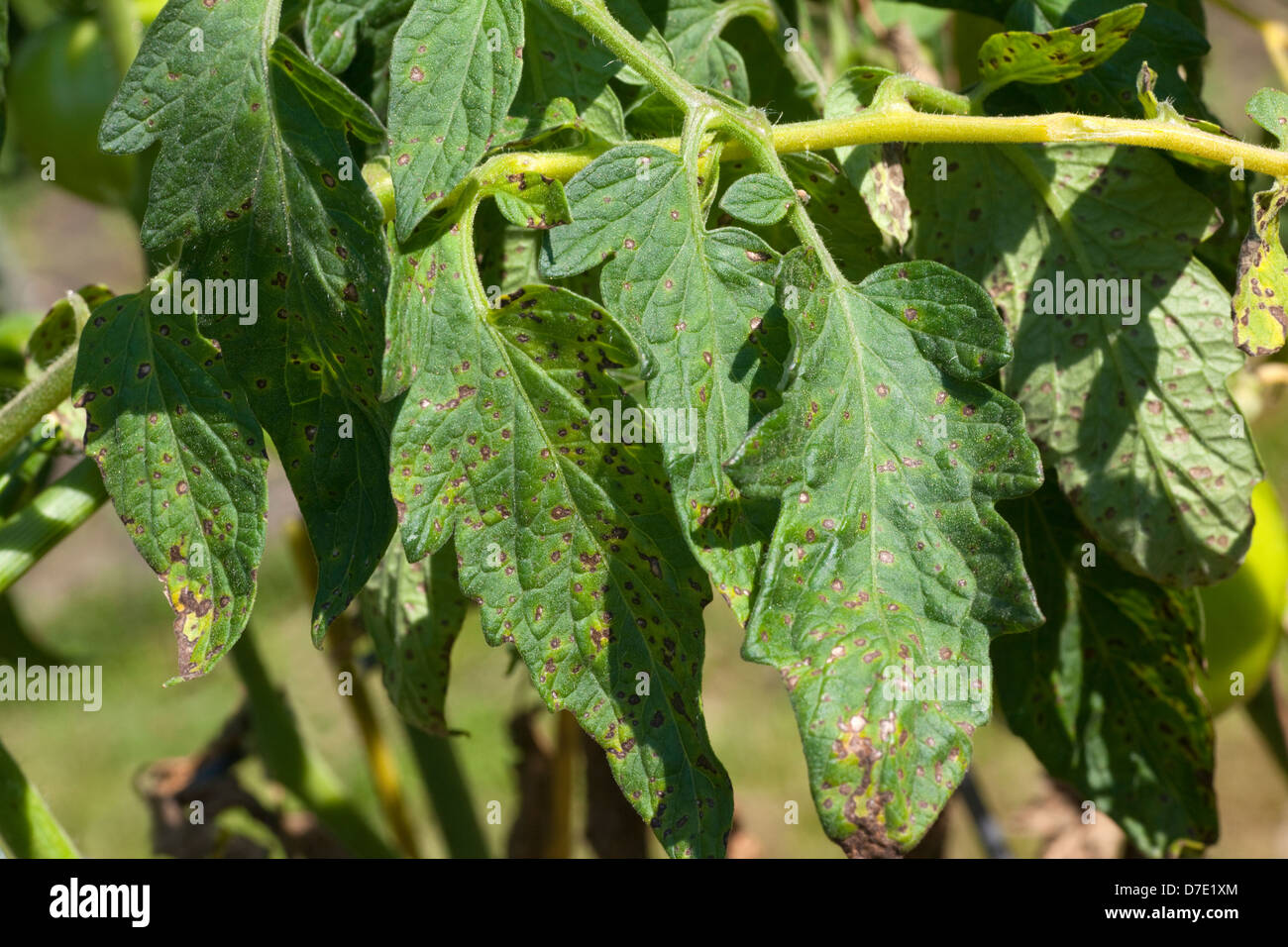 Tomaten-Krankheit, Septoria-Blattflecken Stockfoto