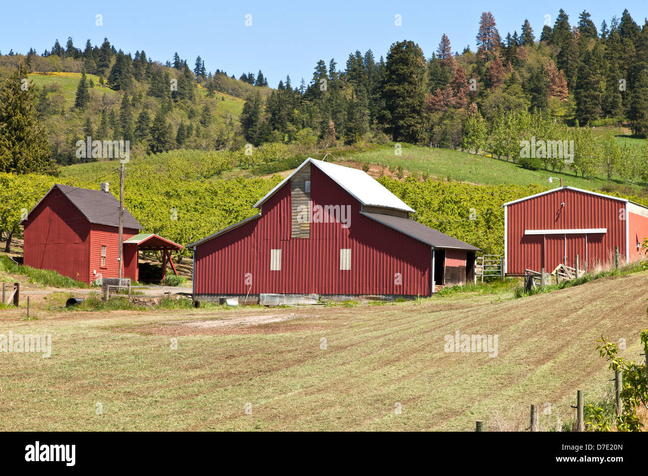 Scheunen und Feld in Hood River county Oregon. Stockfoto