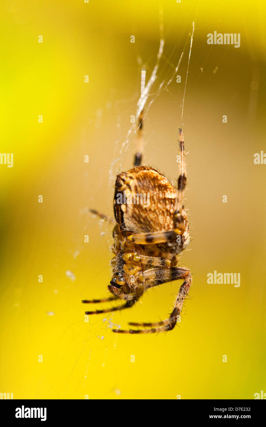 Europäische Kreuzspinne, Diadem Spider, Kreuzspinne oder Kreuz Orbweaver (Araneus Diadematus) in einem web Stockfoto