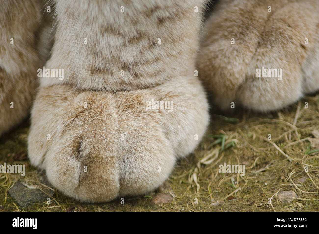 Nahaufnahme einer Tatze der Eurasische Luchs Lynx lynx Stockfoto
