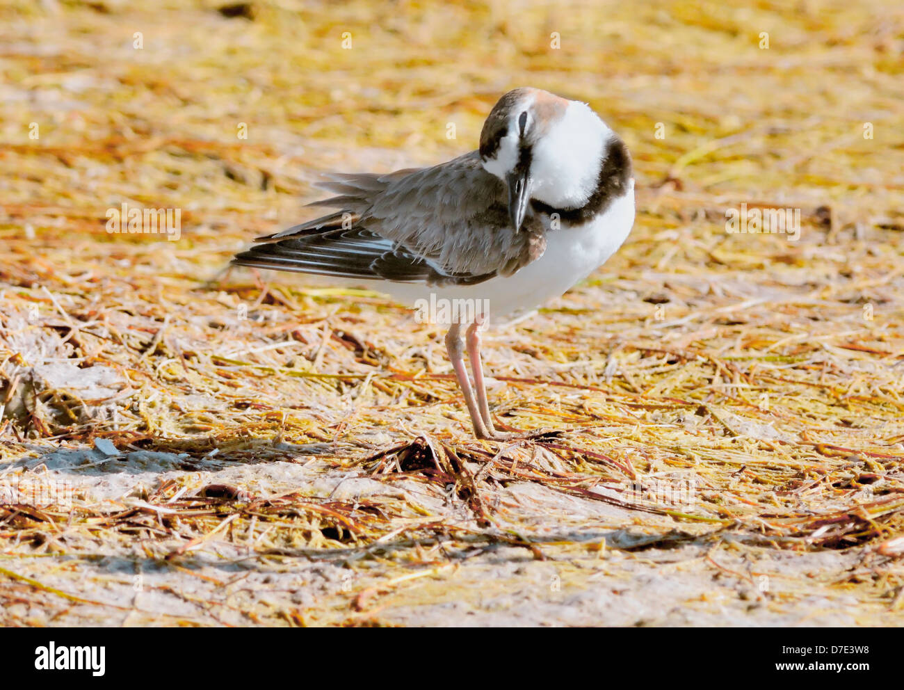 Ein Wilson's Plover Vogel, - Charadrius wilsonia, hier auf dem Boden gesehen., Stockfoto