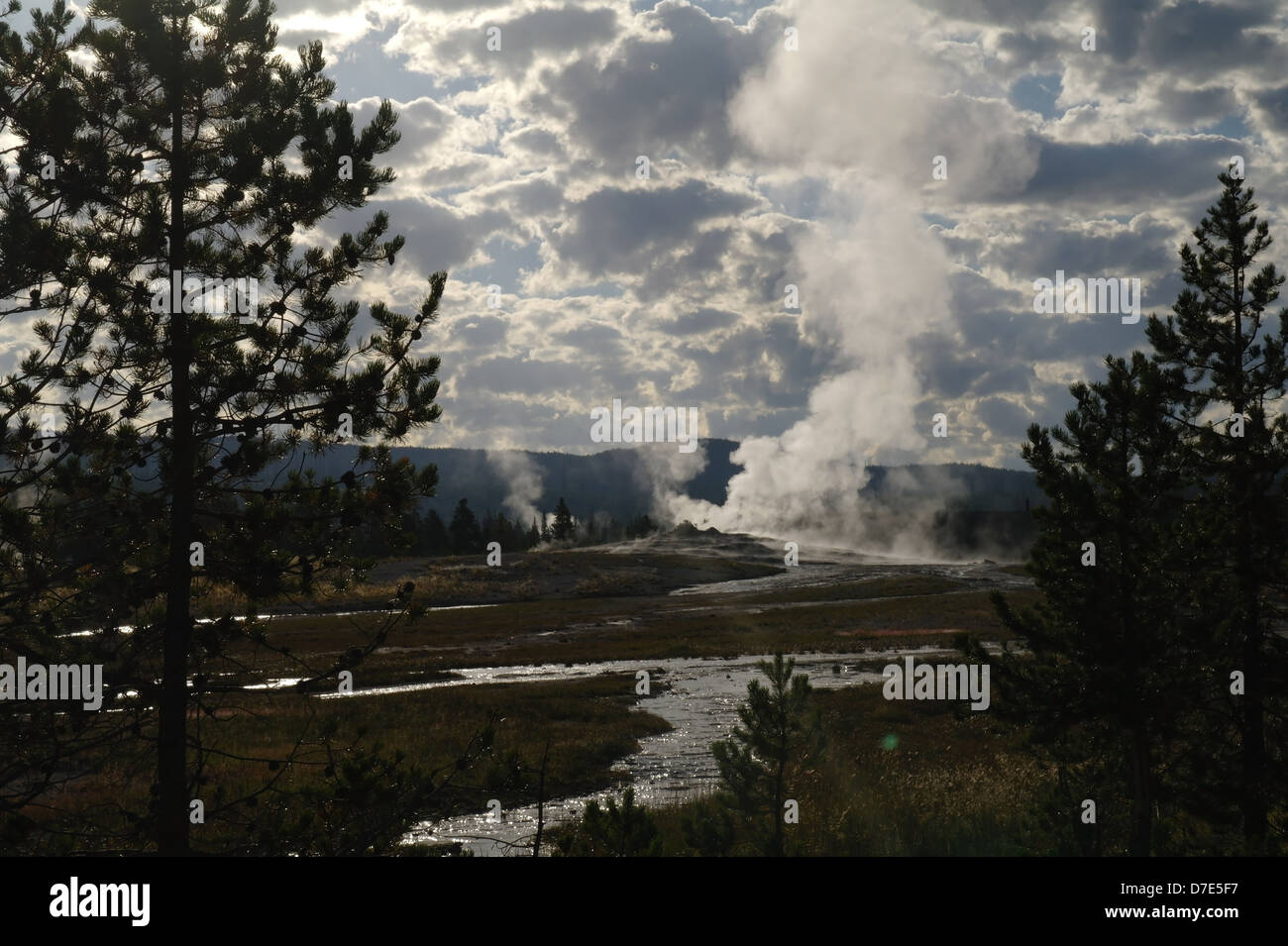 Am frühen Morgen Drehkiefern Cumulus Himmel anzeigen Dampf steigt Lion Geysir, Geyser Hill, Upper Geyser Basin, Yellowstone, USA Stockfoto