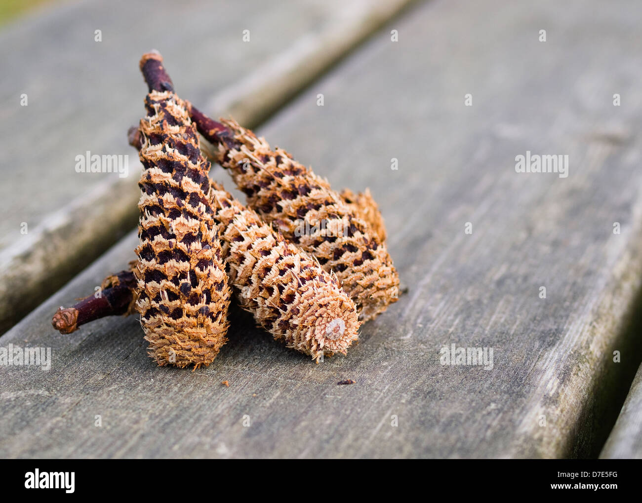 Tannenzapfen ausführlich eine Makroaufnahme mit einem schönen Hintergrund Stockfoto