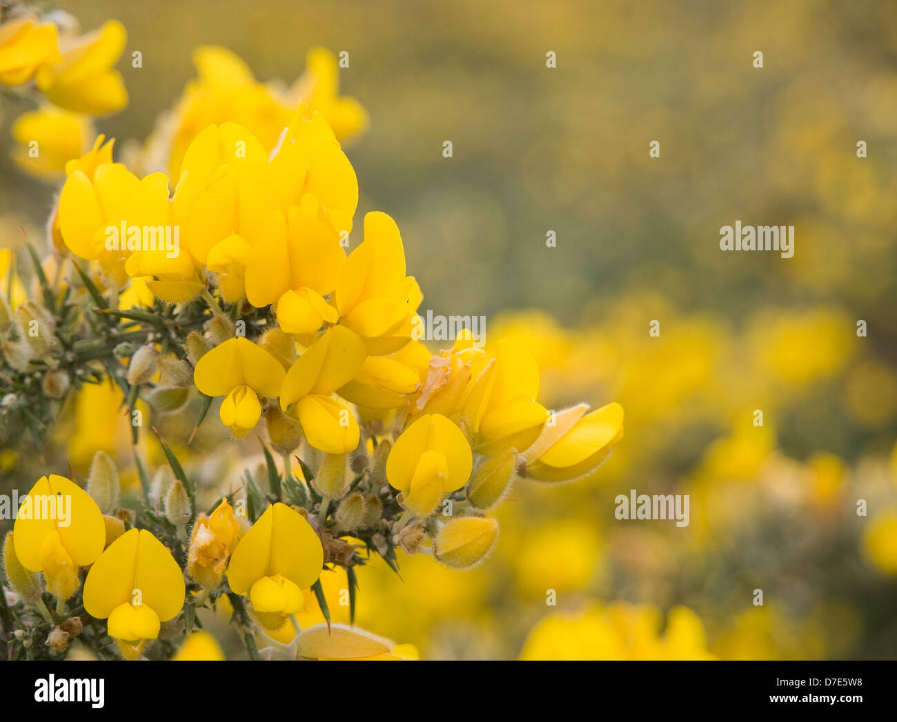 Blühender Ginster Makro-Detail in der Natur. Stockfoto