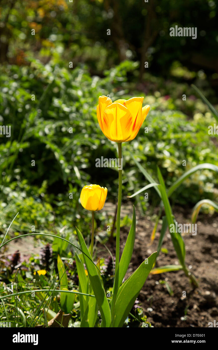 gelbe Tulpen Stockfoto