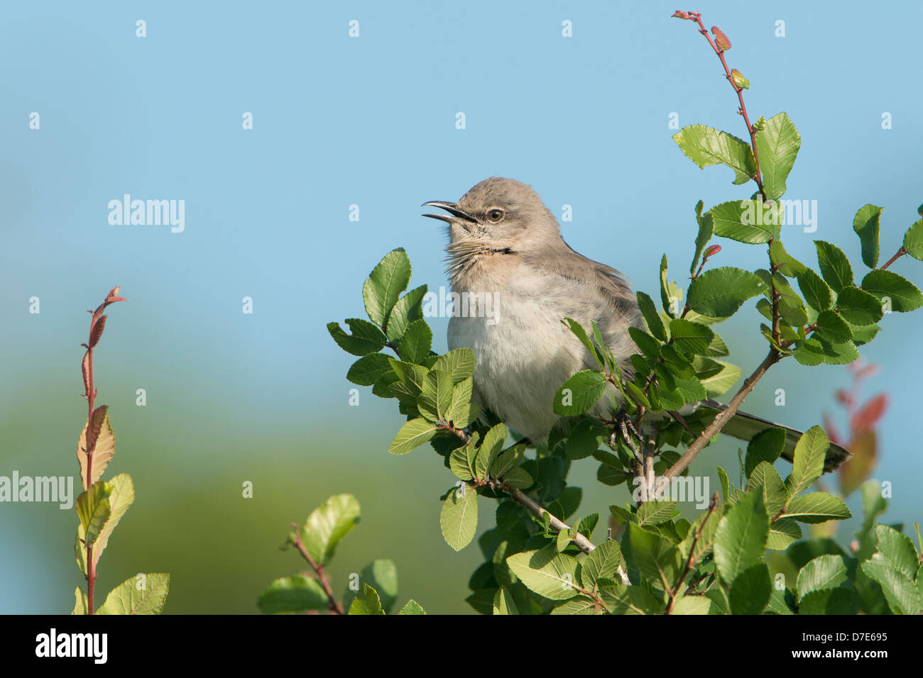 A vocalizing nördliche Spottdrossel (Mimus Polyglottos), White Rock Lake, Dallas, Texas Stockfoto