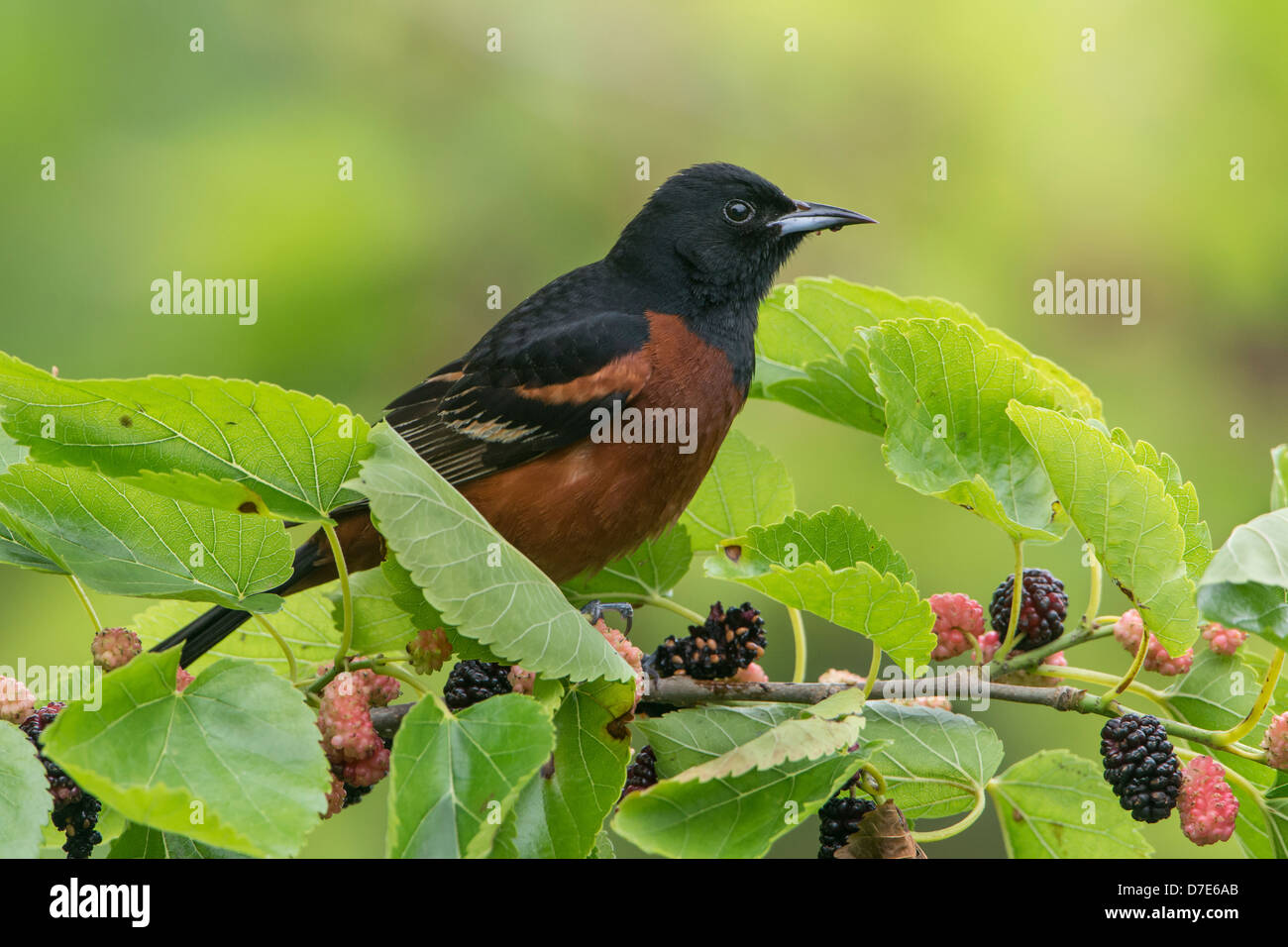 Eine männliche Obstgarten Pirol (Ikterus Spurius) thront auf einem Mullberry Baum, High Island, Texas Stockfoto