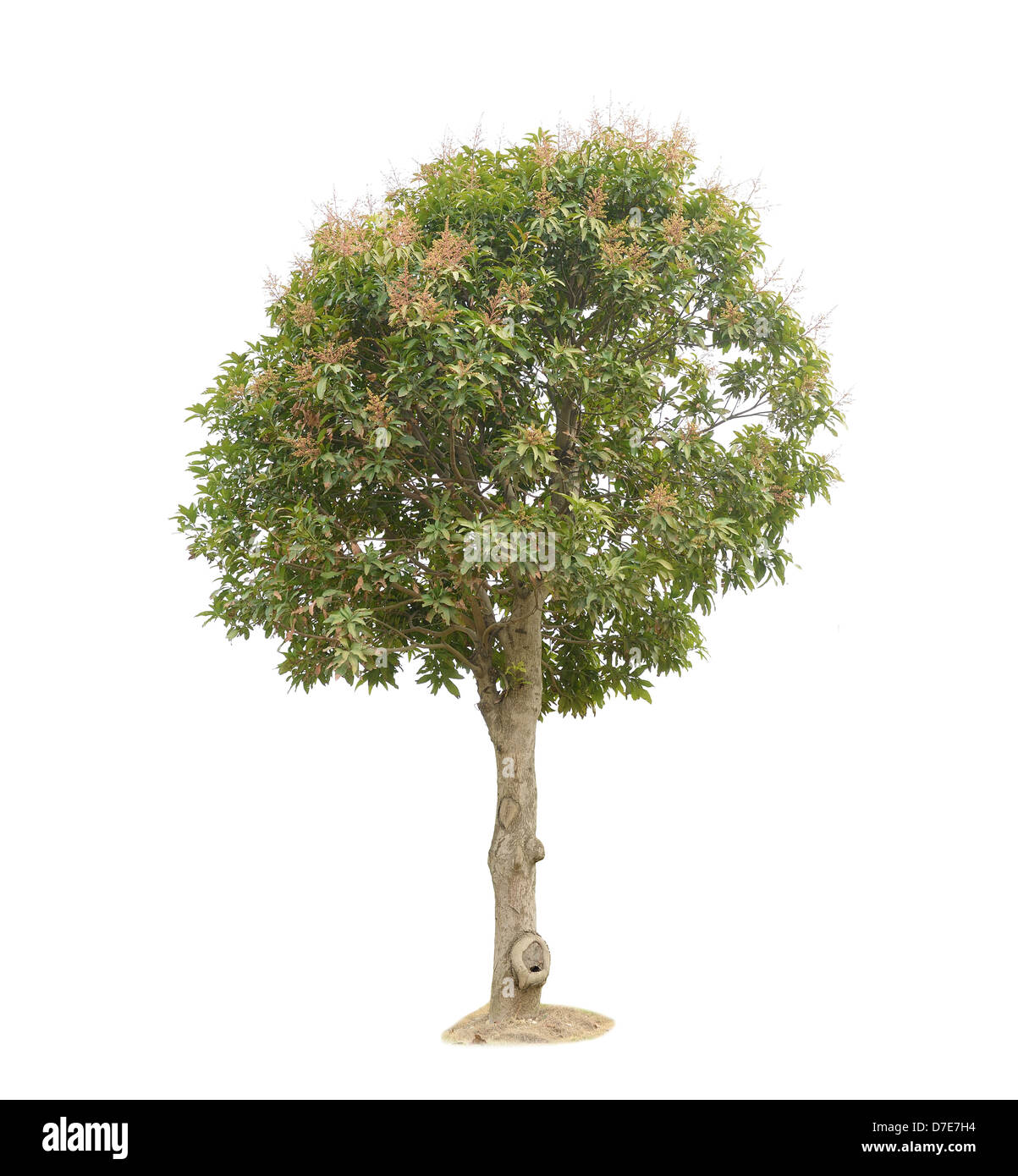 Baum isoliert auf weißem Hintergrund Stockfoto