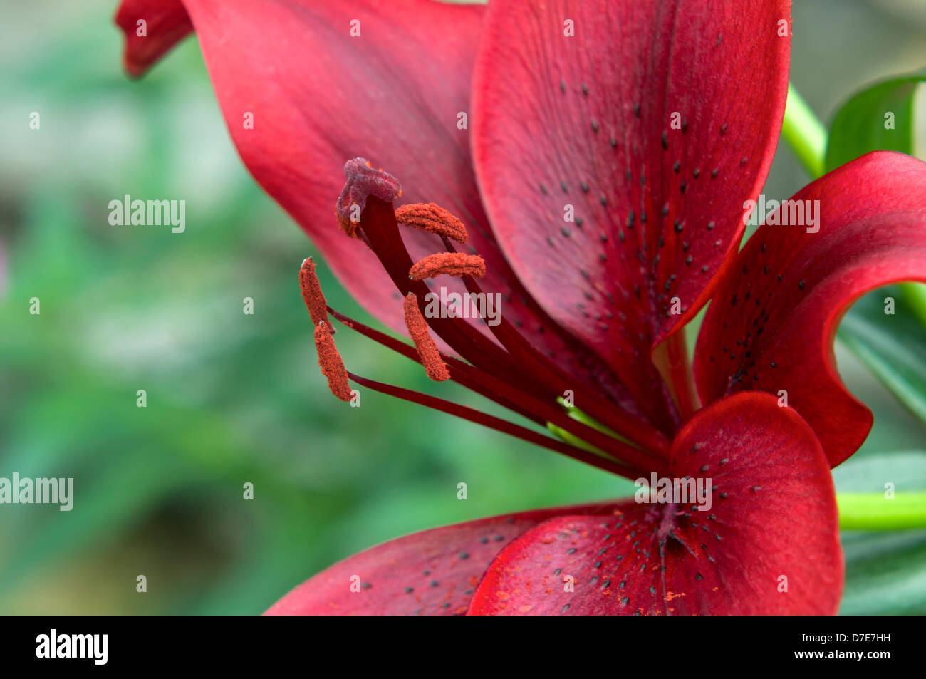 Rot asiatische Lilie closeup der Blütenblätter Stil und Staubgefäße in voller Blüte Stockfoto