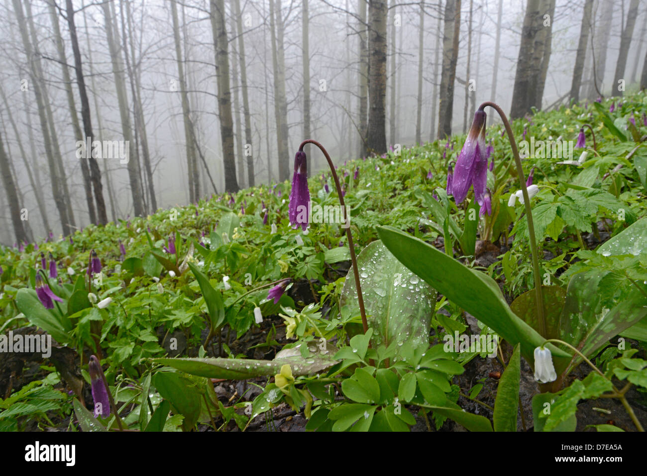 Wilden Alpenblumen Dens Canis Erythronium. Region Altai Russland Sibirien Stockfoto