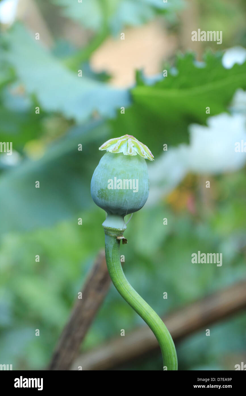 Schlafmohn Stockfoto