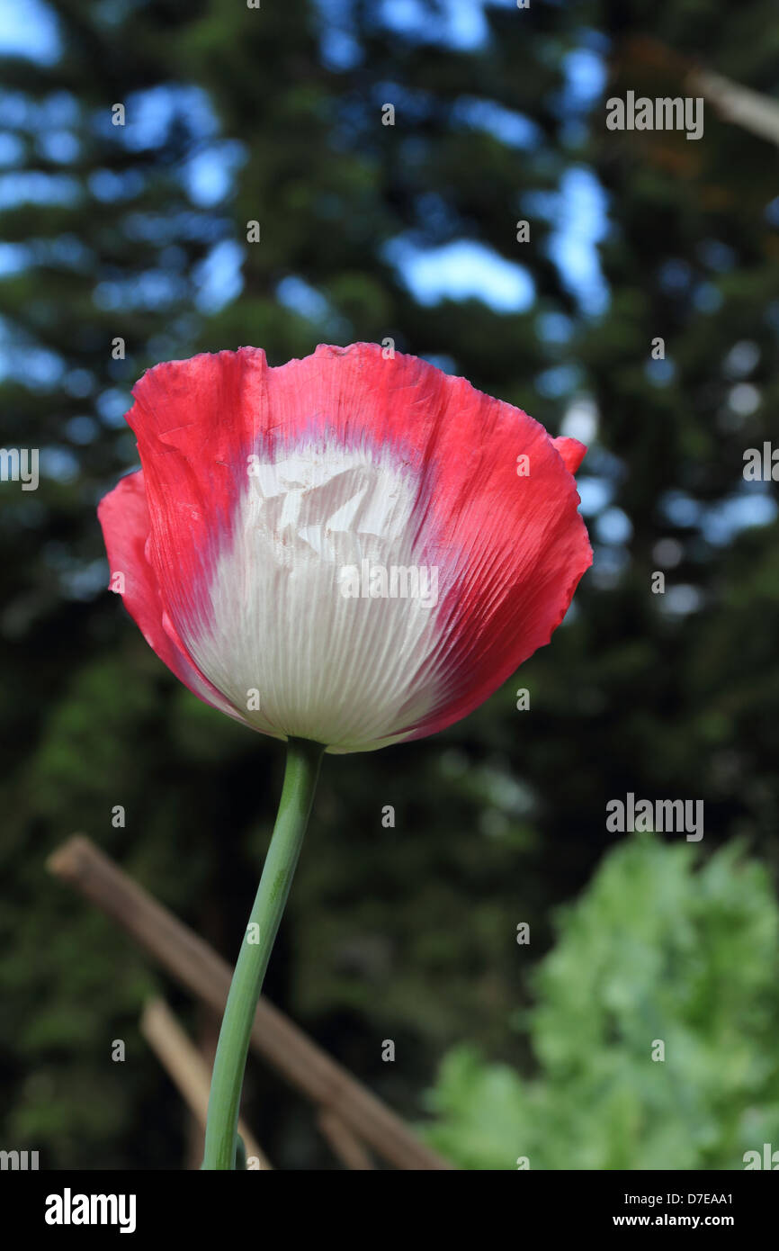 Opium Poppy flower Stockfoto