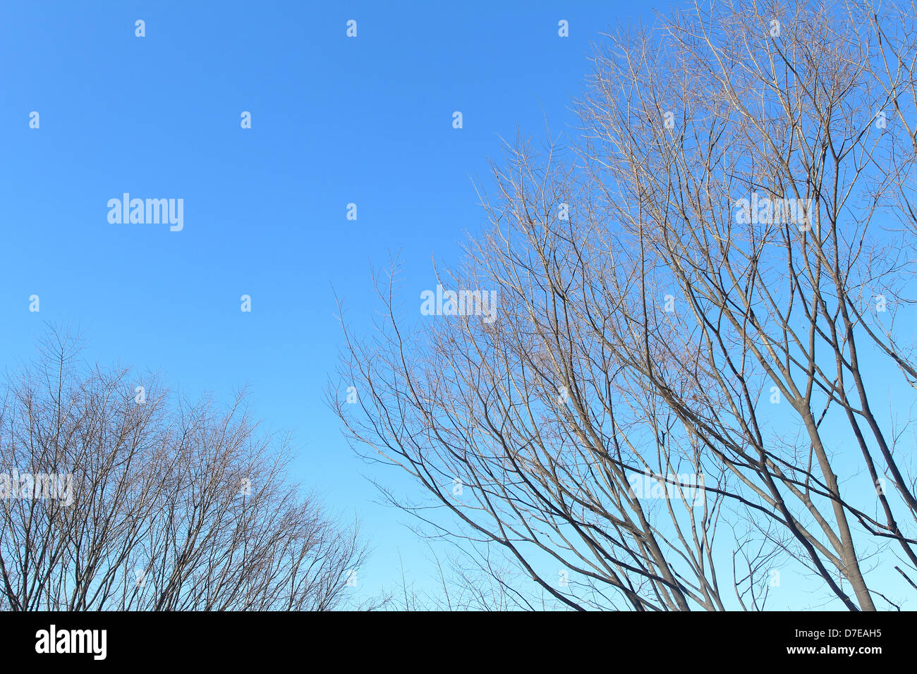 Äste gegen den blauen Himmel Stockfoto