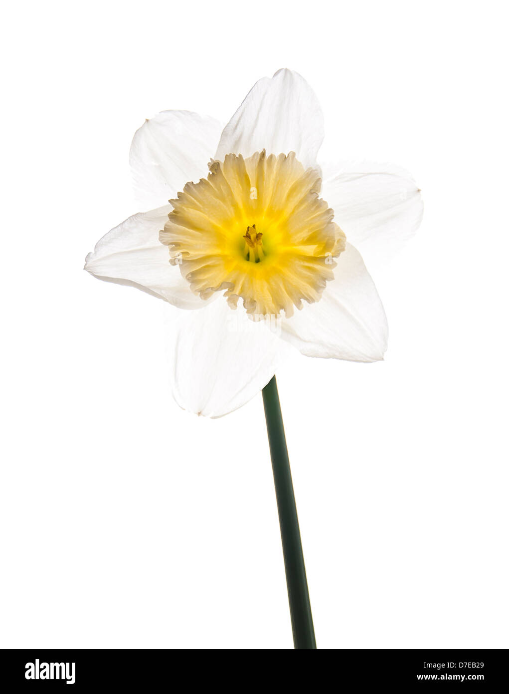 Weiße und gelbe Narzisse Blume isoliert auf weißem Hintergrund Stockfoto