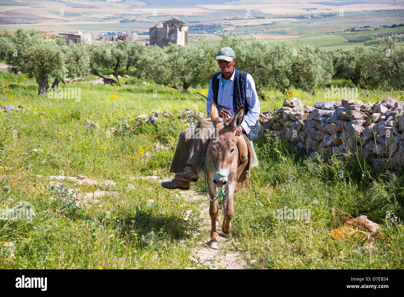 Tunesischer Mann Reiten einen Esel vor dem Capitol in den römischen Ruinen von Dougga in Tunesien Stockfoto