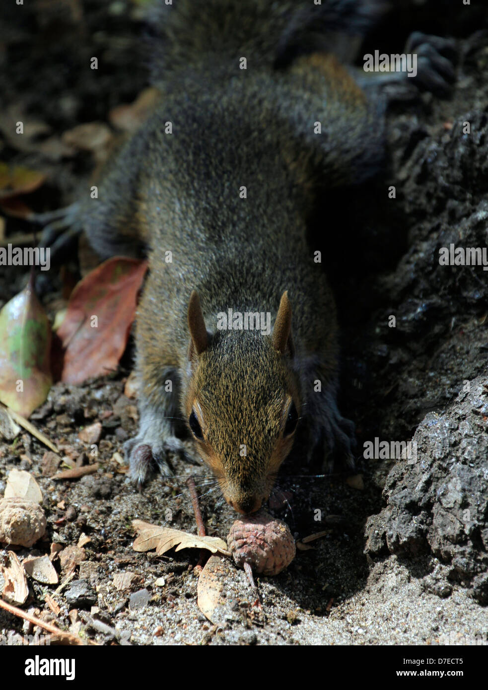 Sciurus Carolinensis (Grey Squirrel) Futter für Eicheln im Garten bei Spier Wine Estate, Stellenbosch. Stockfoto