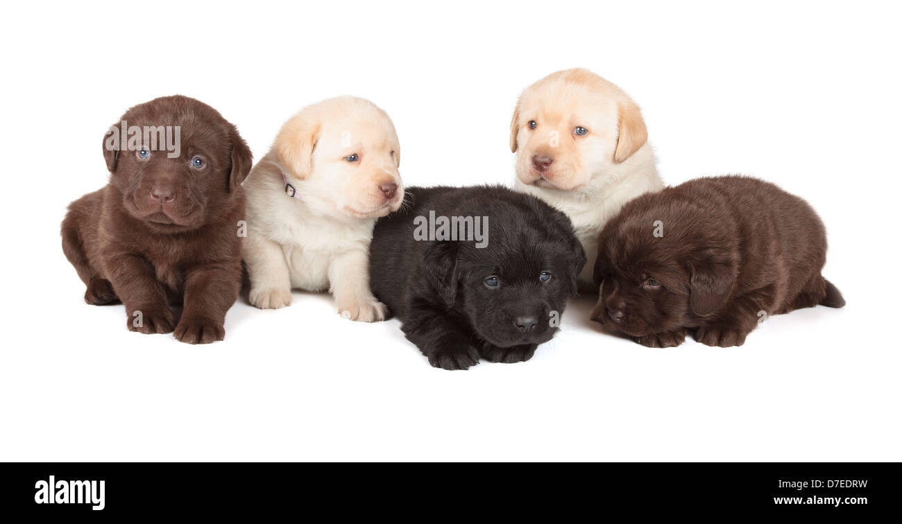 Fünf Schokolade, gelbe und schwarze Labrador Retriever Welpen (4 Wochen alten, isoliert auf weißem Hintergrund) Stockfoto