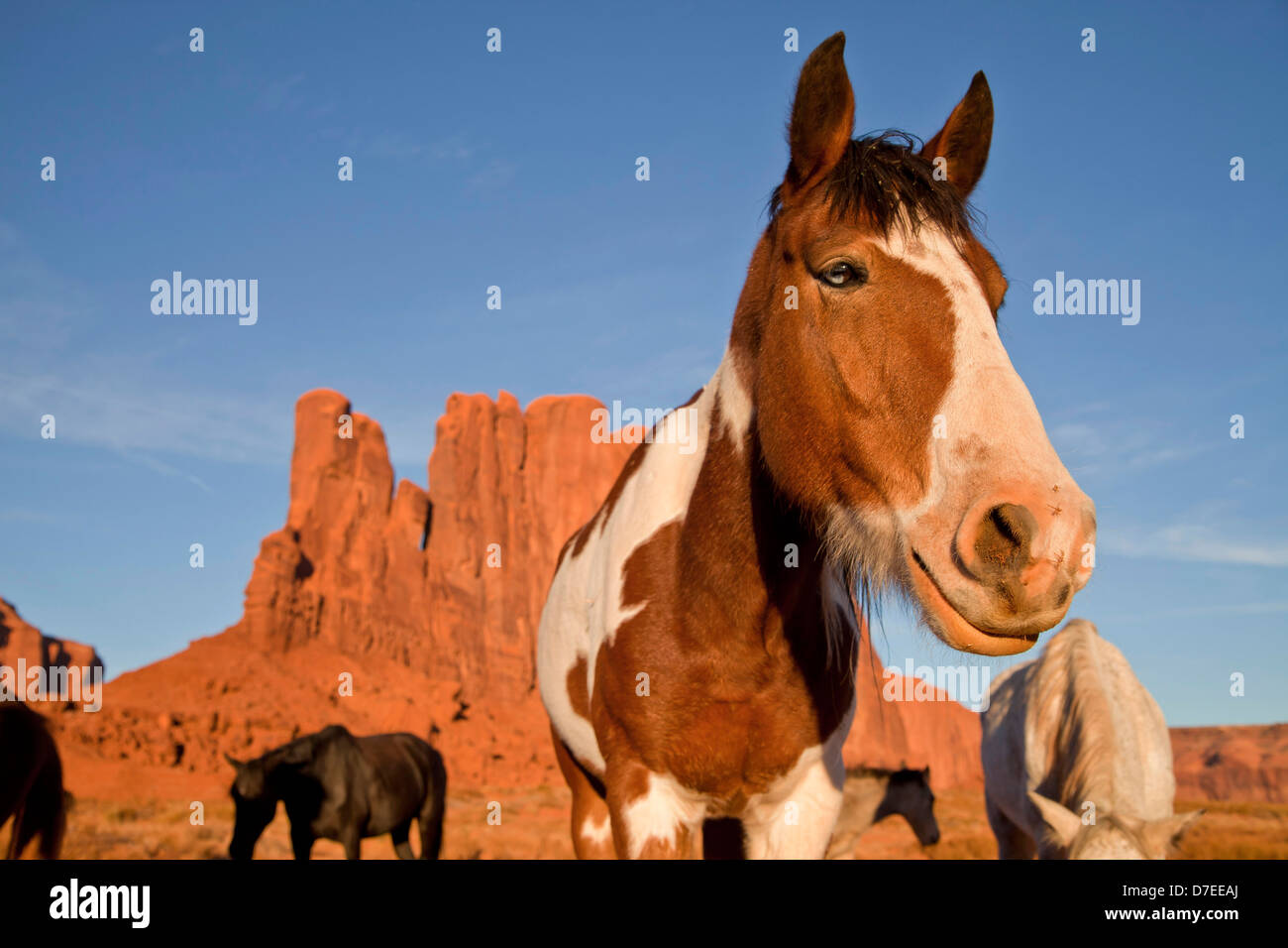 Navajo Indianer Pferde am Monument Valley Navajo Tribal Park, Vereinigte Staaten von Amerika, USA Stockfoto