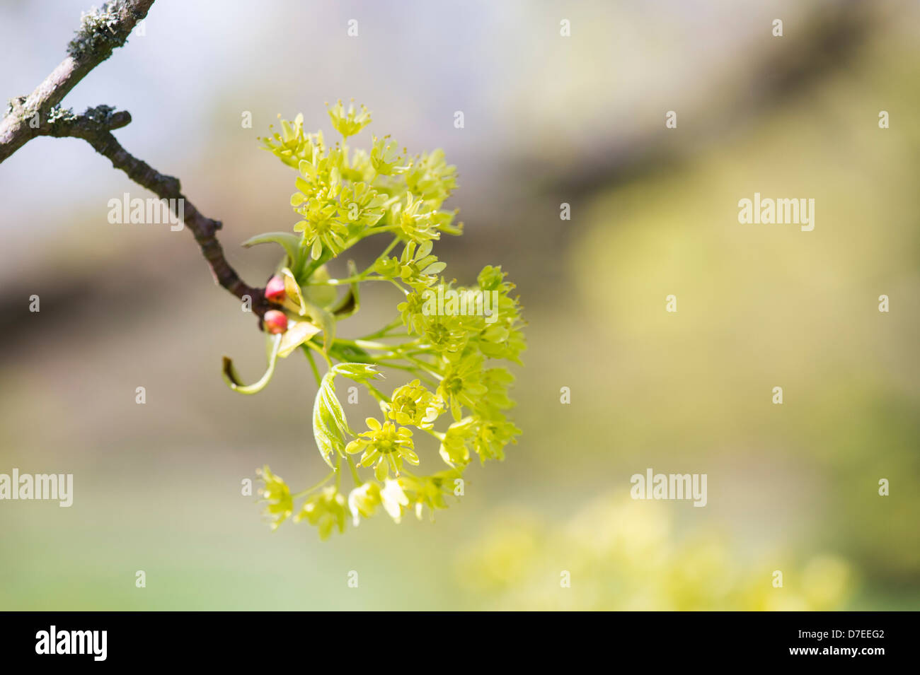 Acer Platanoides Palmatifidum Blumen. Spitz-Ahorn-Baum. UK Stockfoto