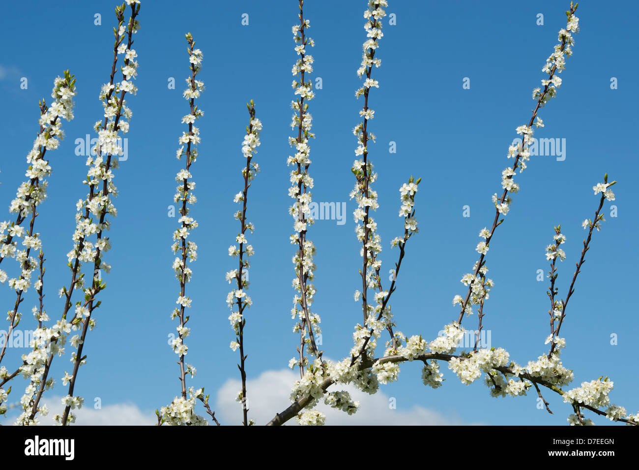 Prunus Domestica "Sanctus Hubertus". "Sanctus Hubertus" Baum Pflaumenblüte Stockfoto
