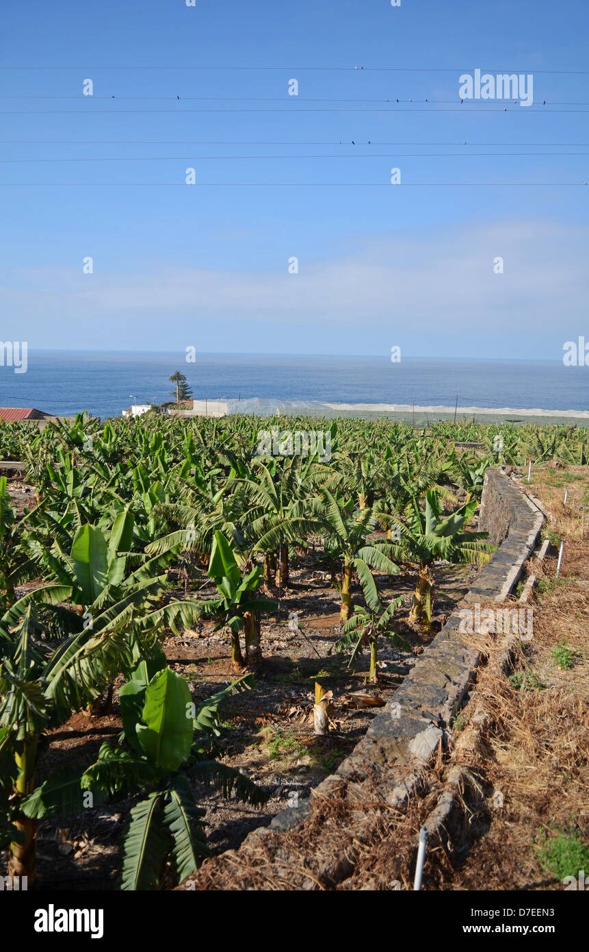 Kanarische Bananenplantage, Puerto De La Cruz, Teneriffa Stockfoto