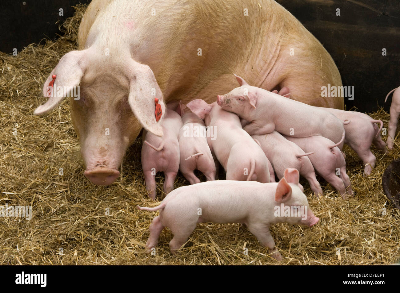 Ferkel Spanferkel auf eine Sau Exeter Festival von South West Food & trinken Stockfoto