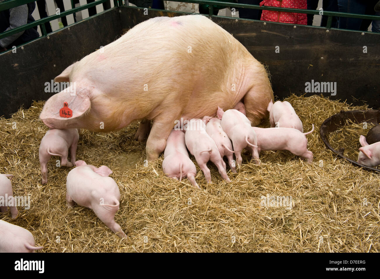 Ferkel Spanferkel auf eine Sau Exeter Festival von South West Food & trinken Stockfoto