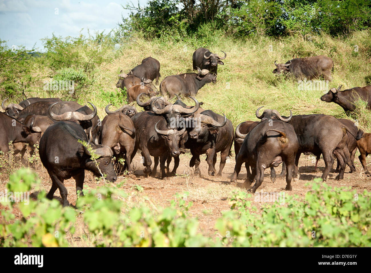 Herde von Buffalo Rampage in der Savanne in Südafrika. Stockfoto