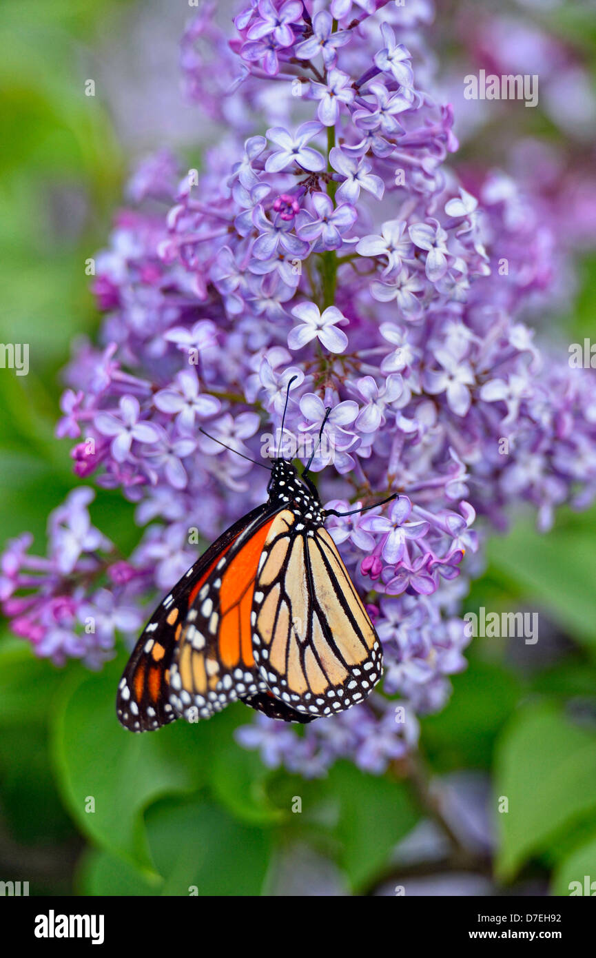 Monarch Danaus Plexippus Nectaring lila Blumen Greater Sudbury Ontario Kanada Stockfoto