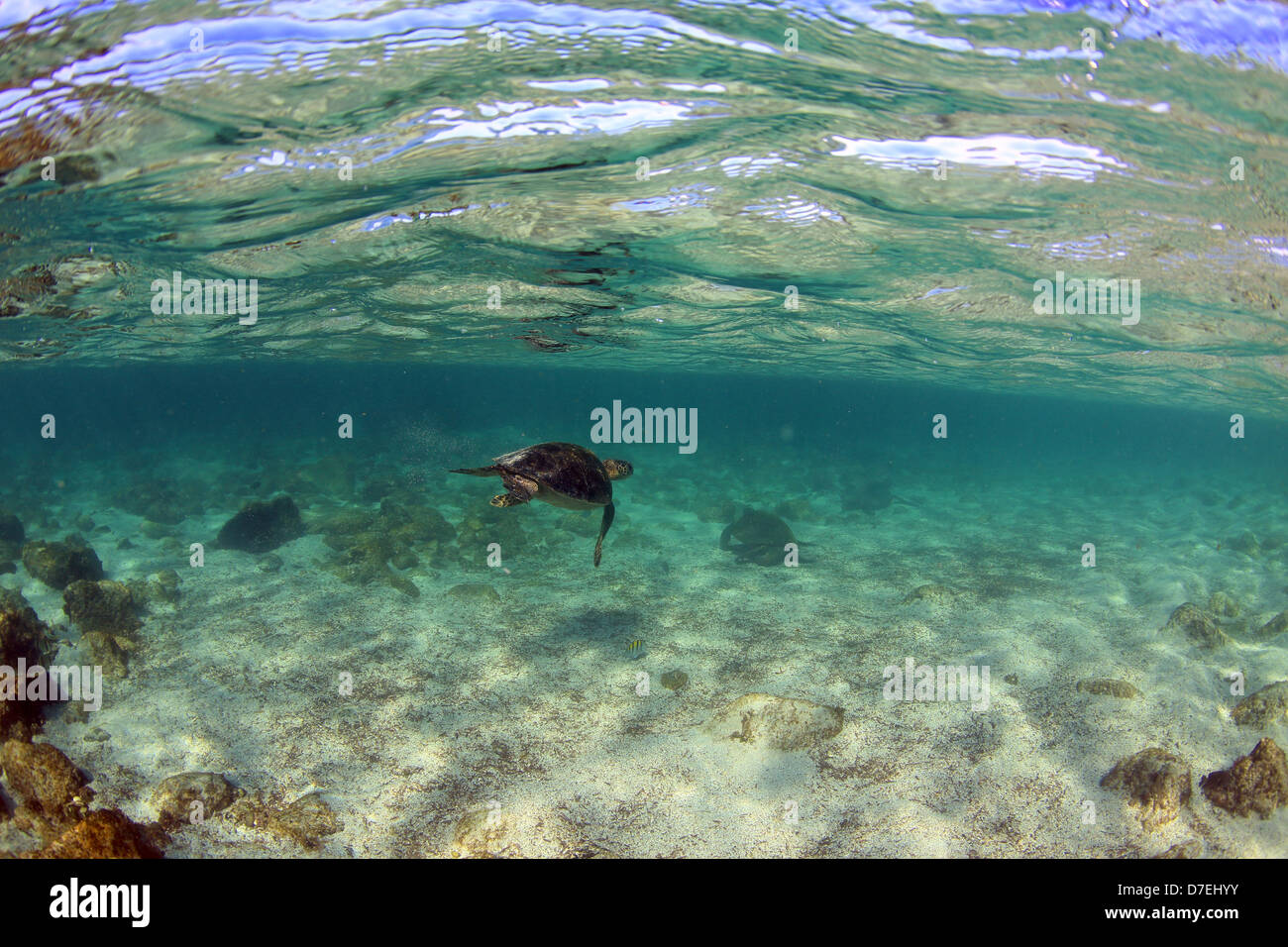 Meeresschildkröten unter Wasser bei Ebbe Lagune, Galapagos-Inseln Stockfoto