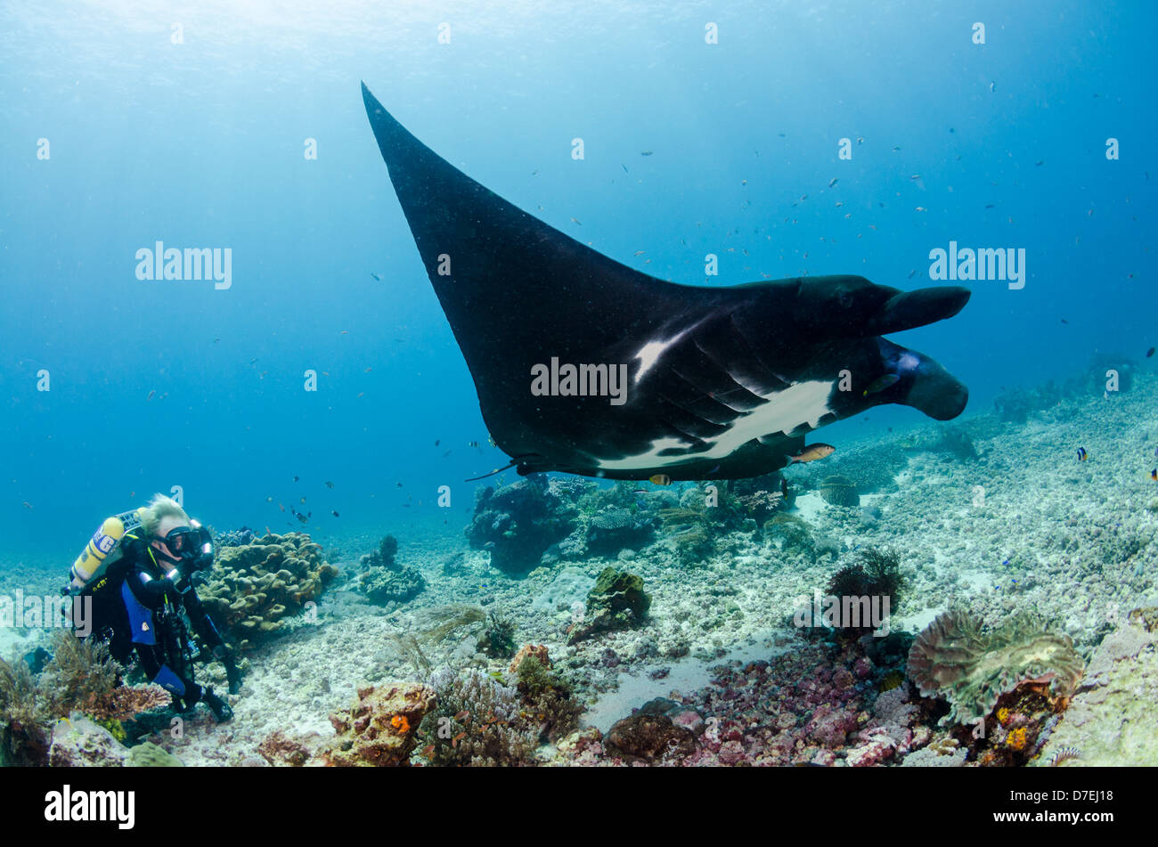 Manta Ray und ein Taucher mit einer Closed Circuit Rebreather, Karang Makassar, Komodo, Indonesien Stockfoto