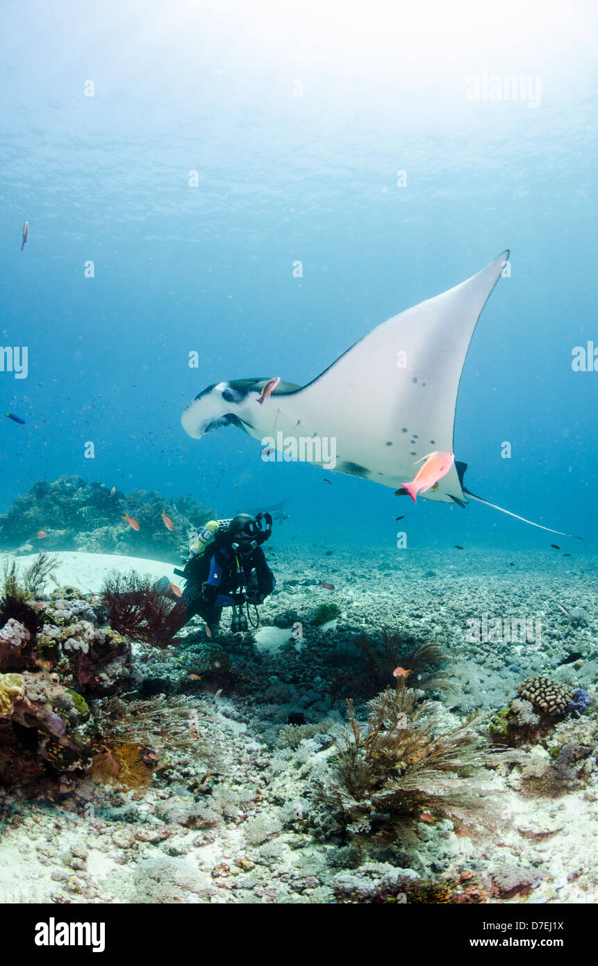 Manta Ray und ein Taucher mit einer Closed Circuit Rebreather, Karang Makassar, Komodo, Indonesien Stockfoto