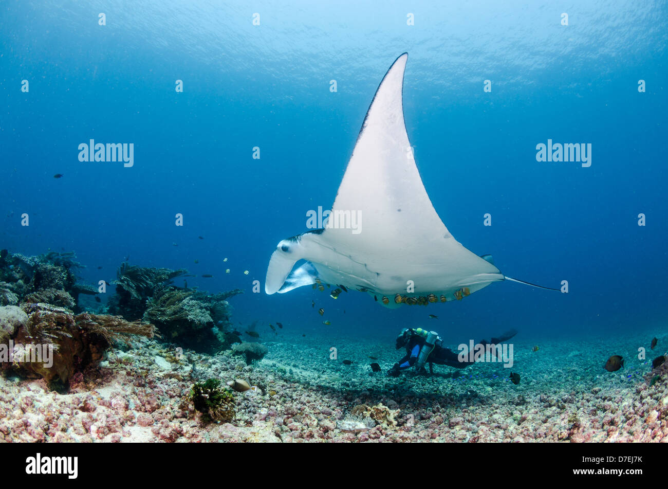 Manta Ray und ein Taucher mit einer Closed Circuit Rebreather, Karang Makassar, Komodo, Indonesien Stockfoto