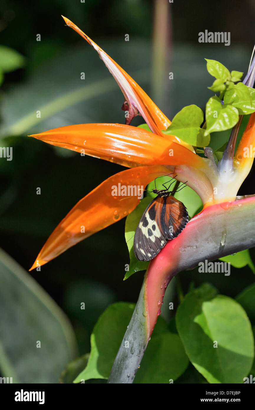 Tiger Longwing Heliconius Aigeus Perched auf Paradiesvogel Blume Niagara Schmetterling Konservatorium Niagara Falls Ontario Kanada Stockfoto