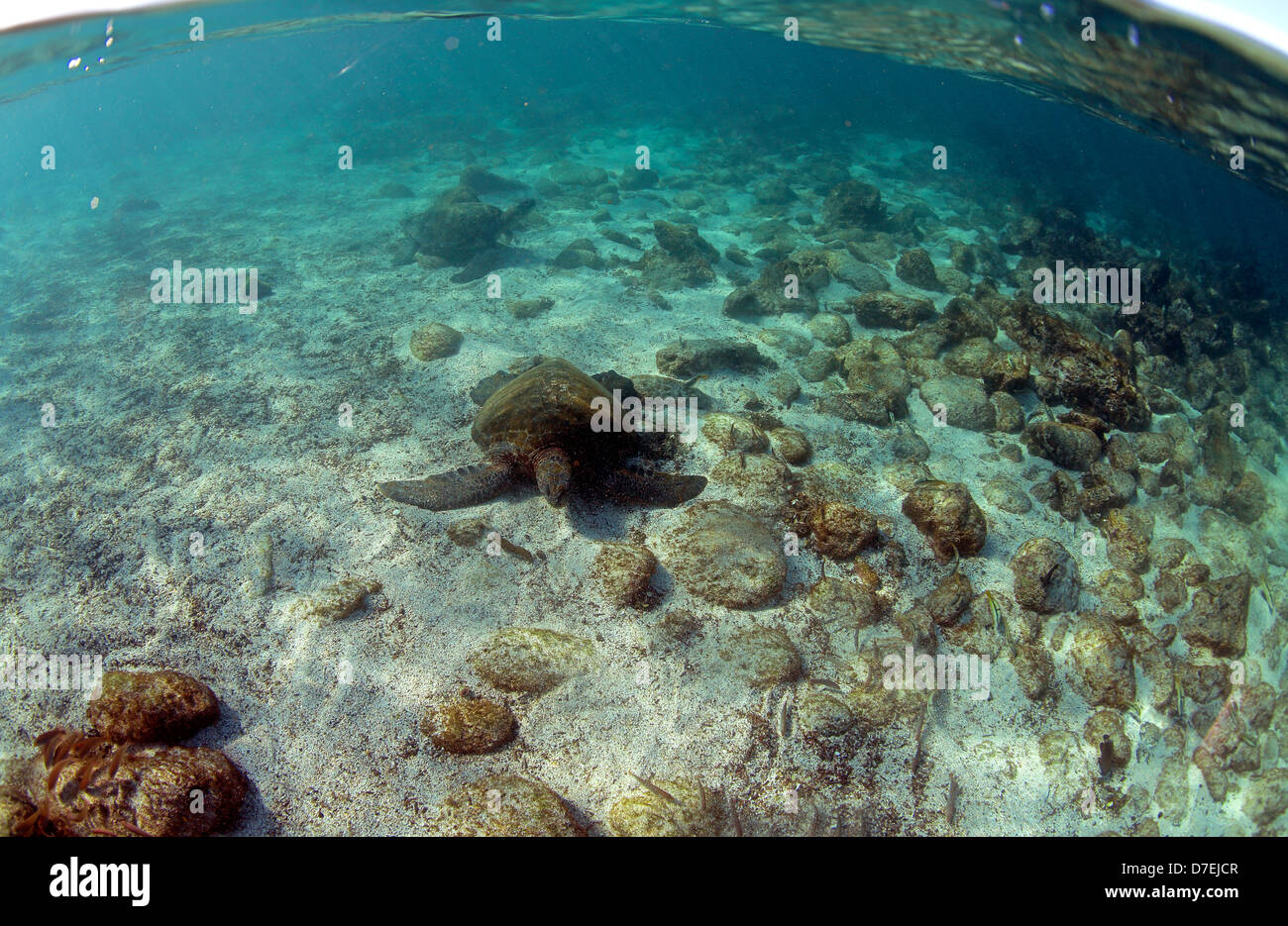 Meeresschildkröten unter Wasser bei Ebbe Lagune, Galapagos-Inseln Stockfoto