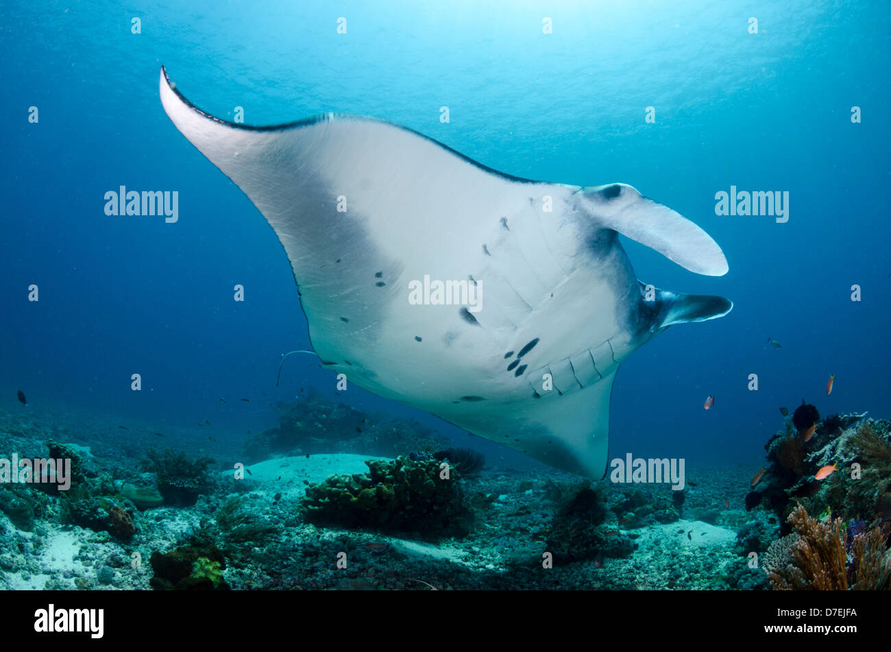 Mantarochen (Manta Birostris), Pazifischen Ozean Karang Makassar, Komodo National Park, Indonesien Stockfoto