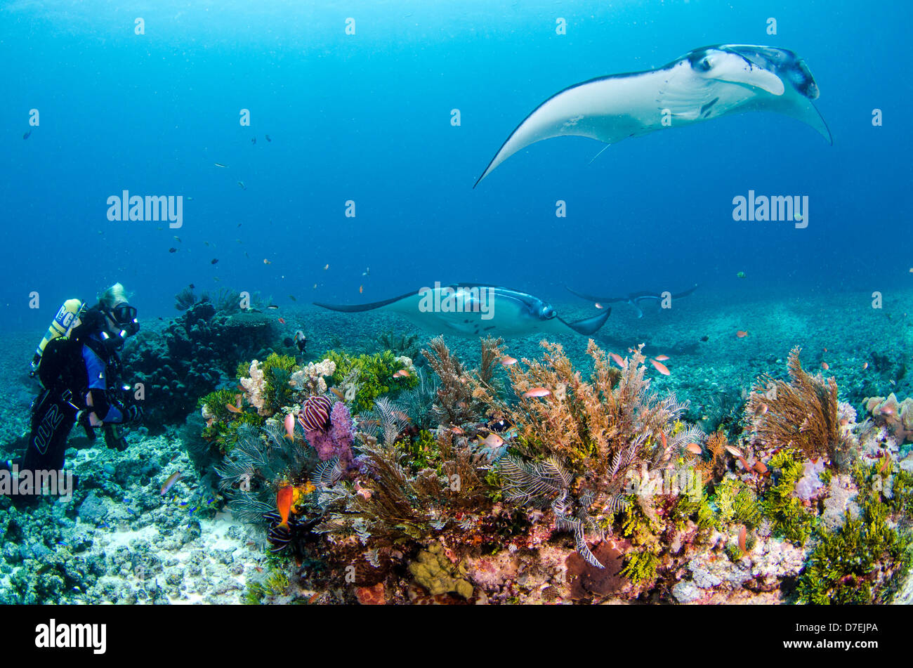 Manta Ray und ein Taucher mit einer Closed Circuit Rebreather, Karang Makassar, Komodo, Indonesien Stockfoto