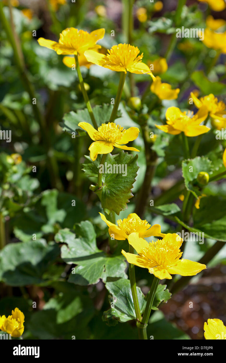 Gelbe Marsh Ringelblumen Stockfoto