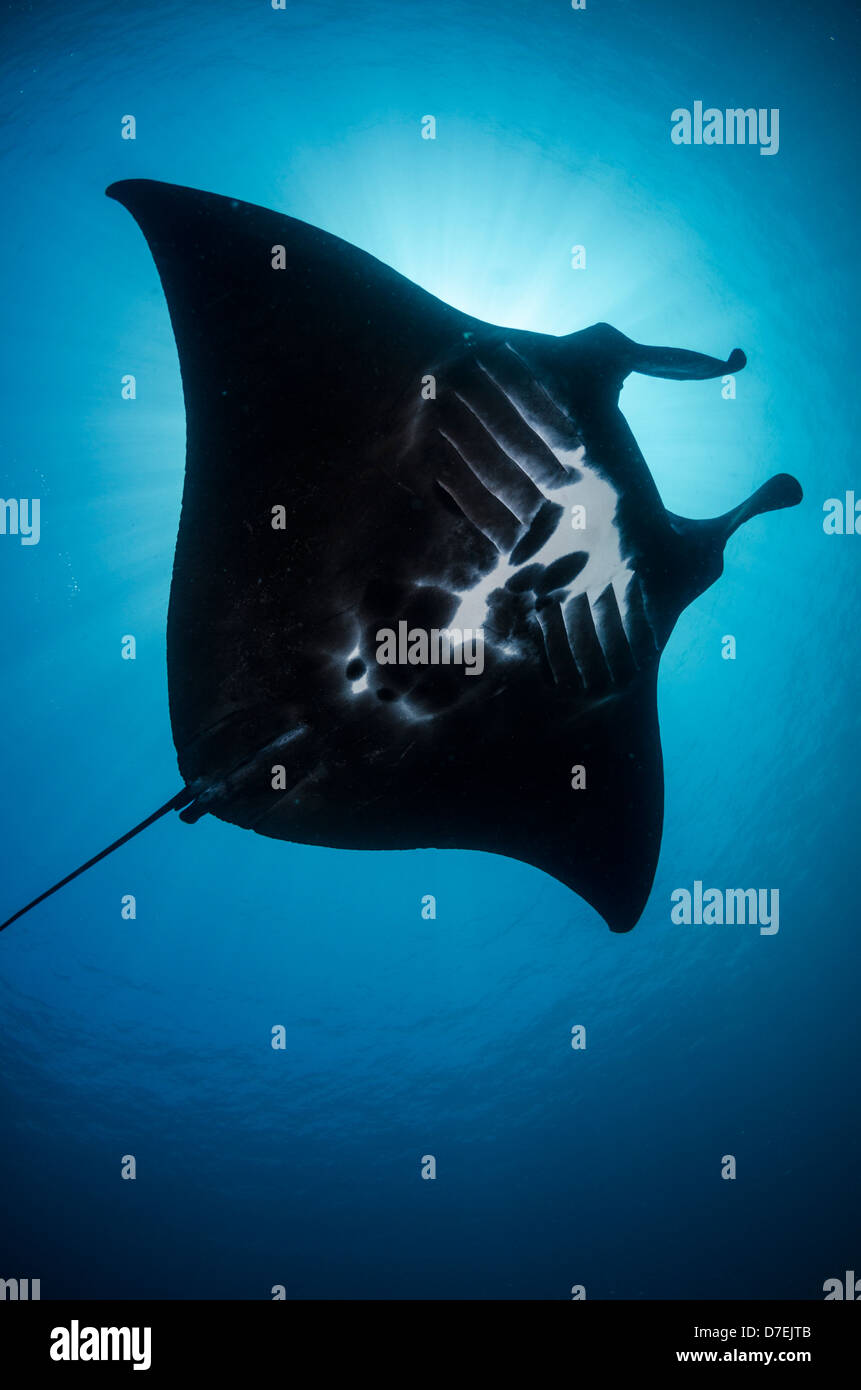 Mantarochen (Manta Birostris), Pazifischen Ozean Karang Makassar, Komodo National Park, Indonesien Stockfoto