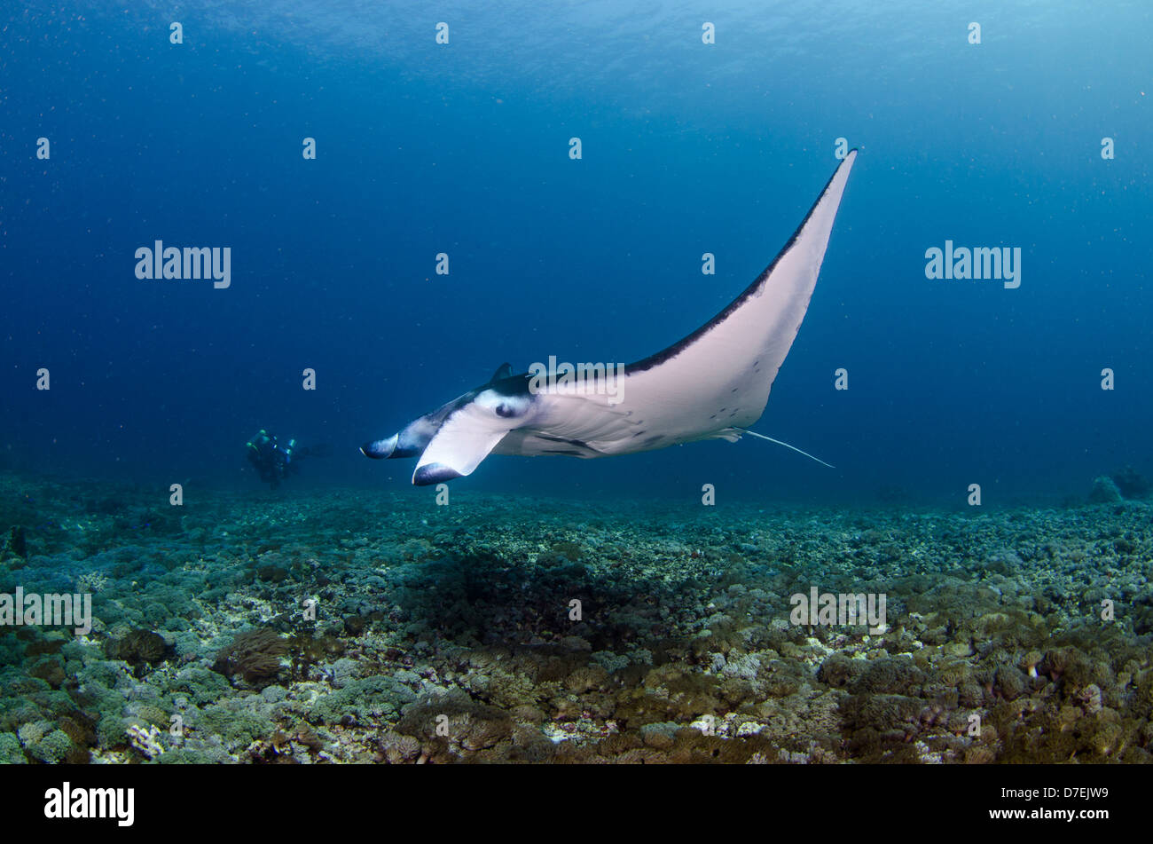 Mantarochen (Manta Birostris), Pazifischen Ozean Karang Makassar, Komodo National Park, Indonesien Stockfoto