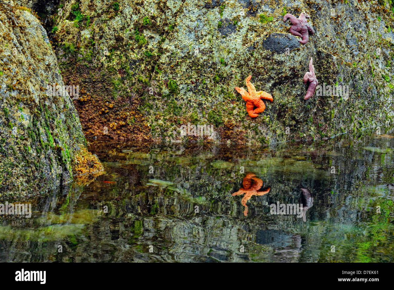 Equinox Cove bei Ebbe mit freiliegenden Purple Sea Stars (Pisaster Ochraceus) Stockfoto