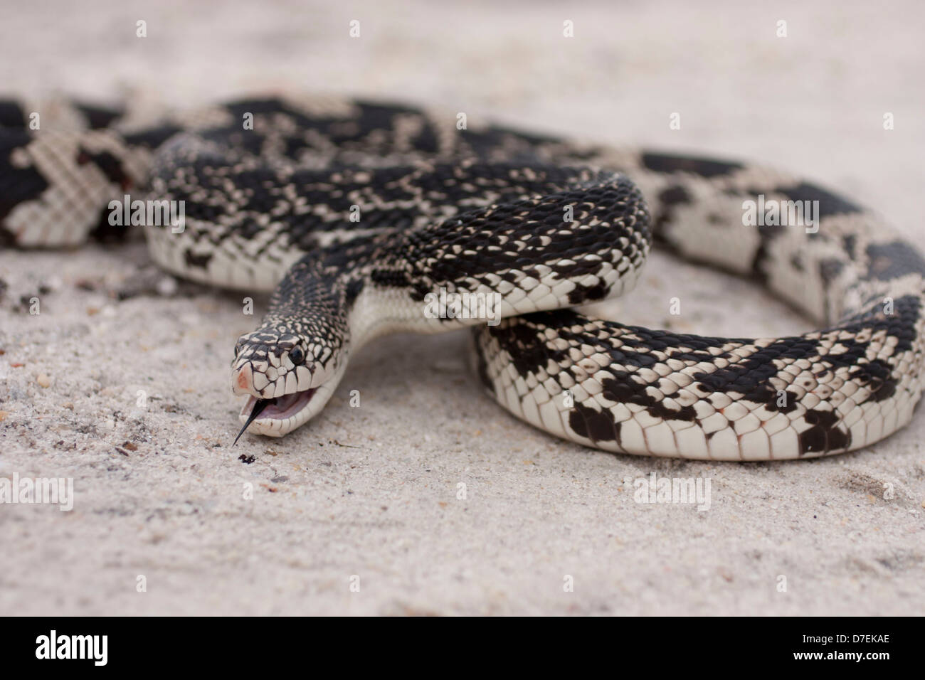 Northern Pine Snake auf weißem sand Stockfoto