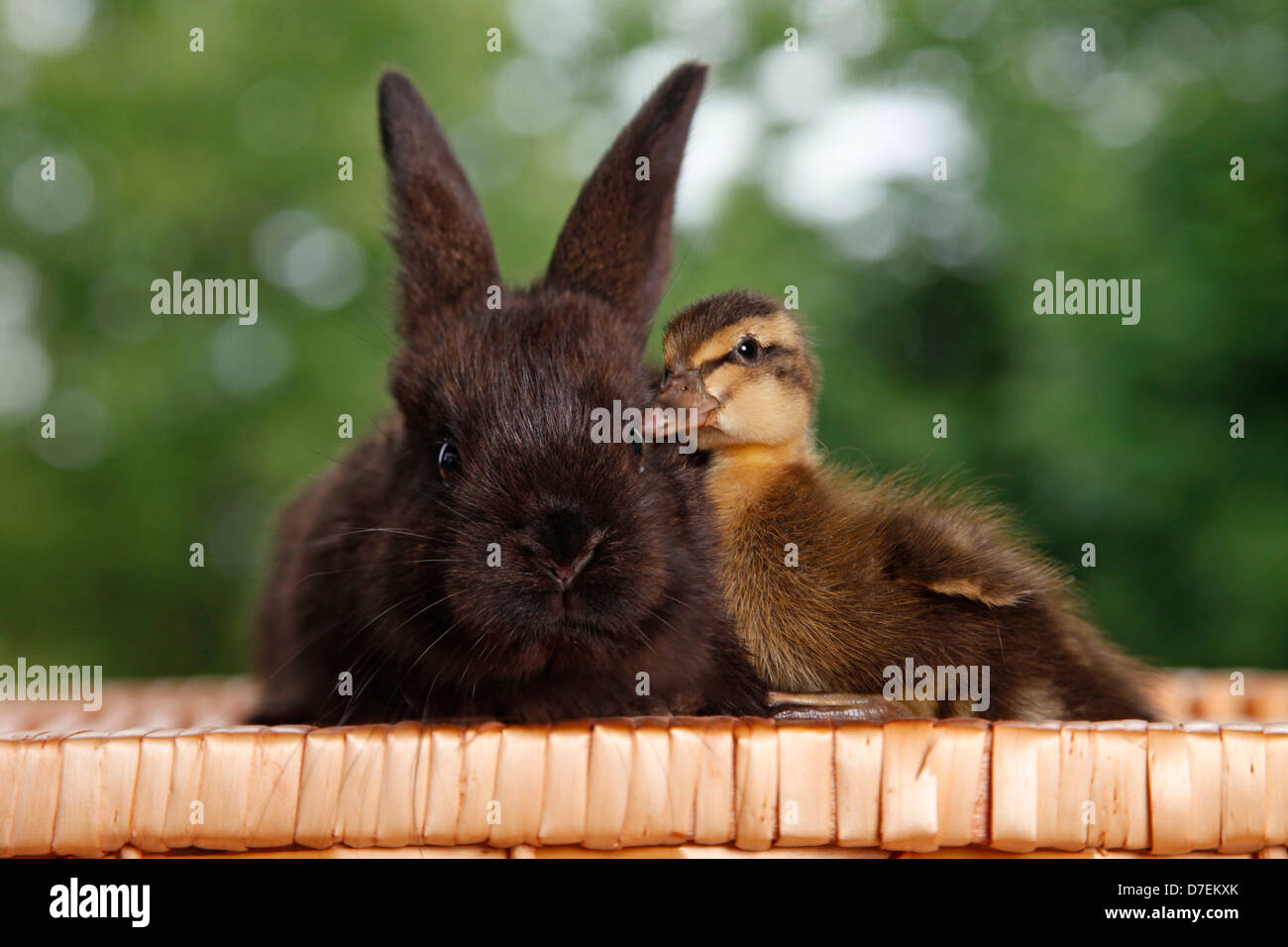 Kaninchen und Ente Stockfoto