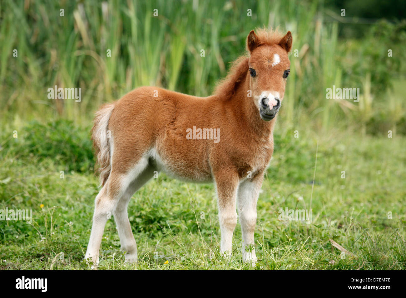 Mini Shetland Pony Fohlen Stockfotografie Alamy