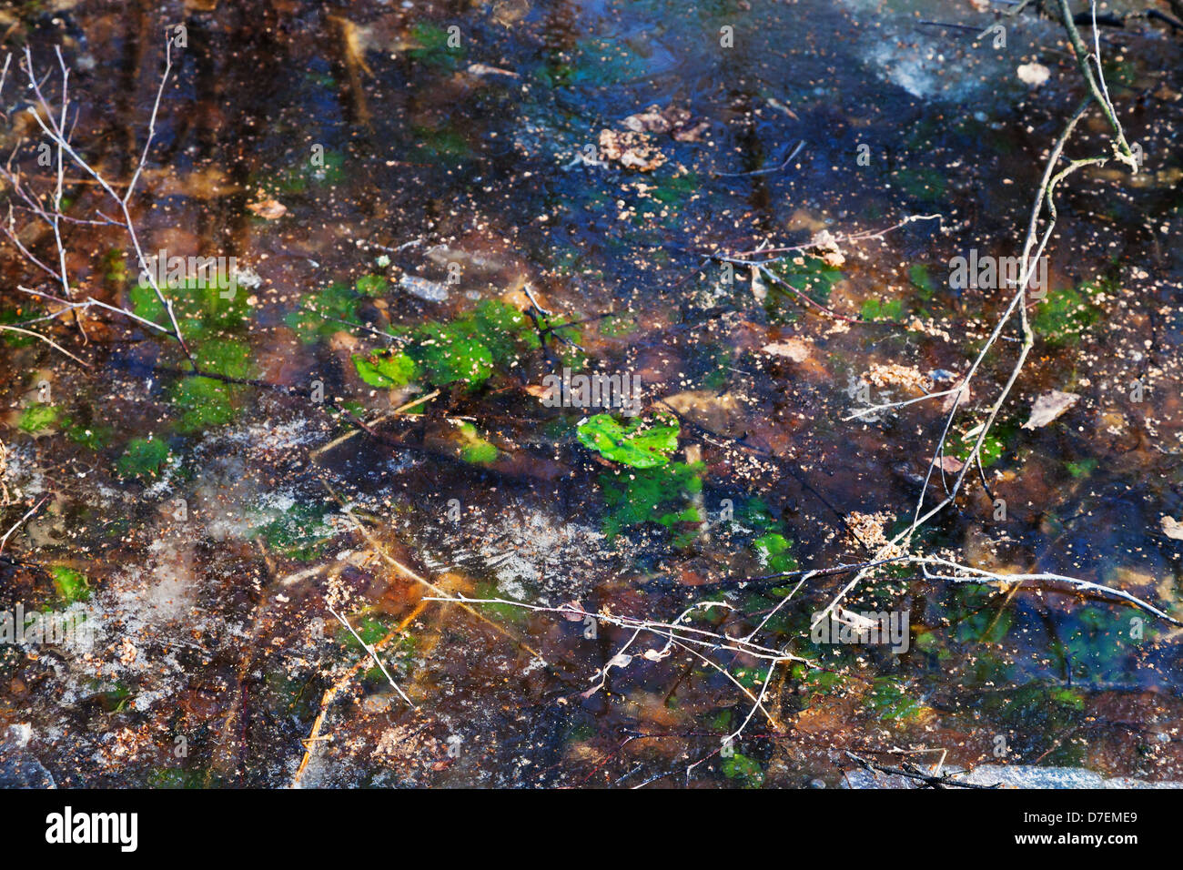gefrorenes Wasser mit Grünpflanzen in Wald im Frühjahr Stockfoto