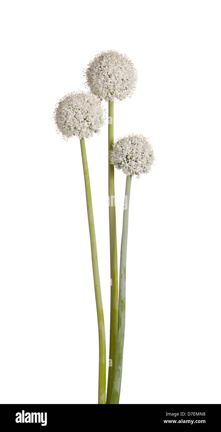 Drei Blüten und Stängel der essbaren Zwiebel (Allium Cepa) vor einem weißen Hintergrund isoliert Stockfoto